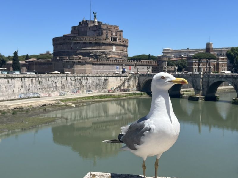 Animaux,güyzd,Italie,Rome